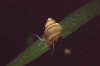 Geb�nderte Gr�bchenschnecke