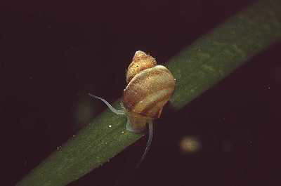 Geb�nderte Gr�bchenschnecke