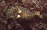 Gefleckte H�rnchenschnecke