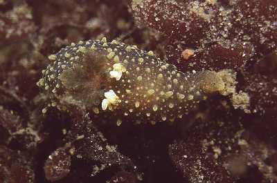 Gefleckte H�rnchenschnecke