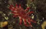 Gew�hnlicher Sonnenstern, rot-wei�
