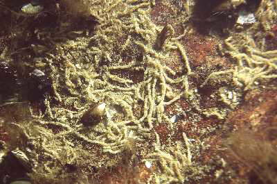 Gew�hnlicher Polydorawurm