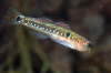 Schwimmgrundel, m�nnlich