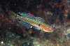 Schwimmgrundel, m�nnlich
