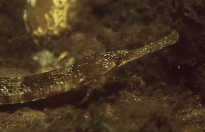 Gro�e Seenadel