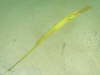 Grasnadel
