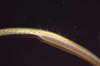 Grasnadel, m�nnlich