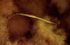 Grasnadel, m�nnlich