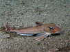 Grauer Knurrhahn
