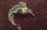 Gr�ne Samtschnecke
