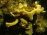 Reniera aquaeductus