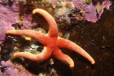 Henricia spec. , blutrot-orange