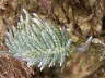 B�umchen-Schlundsackschnecke