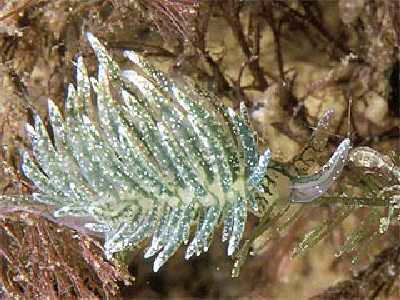 B�umchen-Schlundsackschnecke