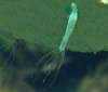 Gemeiner S��wasserpolyp