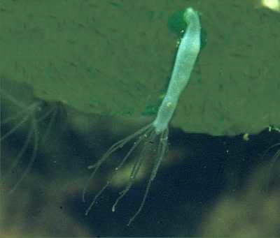 Gemeiner S��wasserpolyp