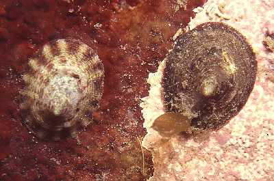 Jungfr�uliche Napfschnecke