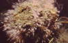 Keulenpolyp, m�nnlich