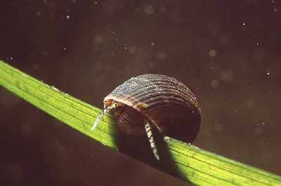 Kleine Strandschnecke