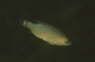 Kleinmäuliger Lippfisch