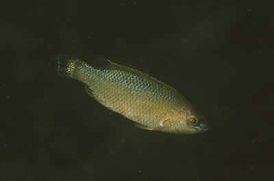 Kleinmuliger Lippfisch