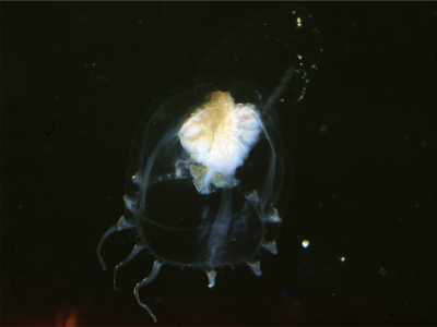 M�tzen-Meduse