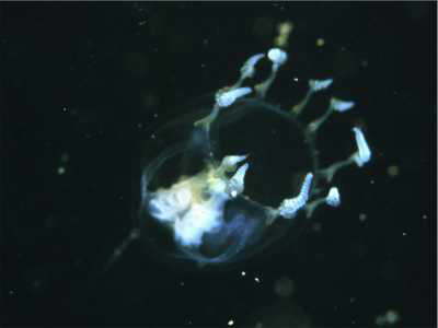 M�tzen-Meduse