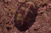 Marmorierte K�ferschnecke