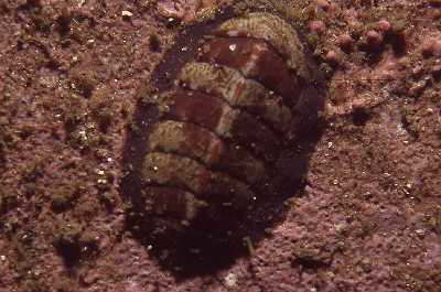 Marmorierte K�ferschnecke