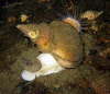 Kantige Spindelschnecke