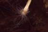 Nickender K�lbchenpolyp