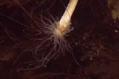 Nickender K�lbchenpolyp