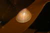 Durchscheinende H�ubchenschnecke