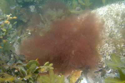 F�diger R�hrentang
