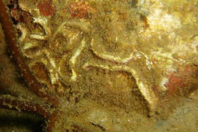 Dreikantr�hrenwurm