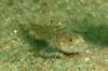 Strandgrundel, m�nnlich