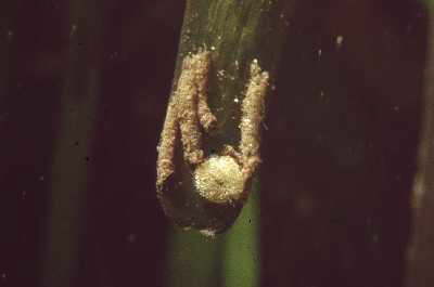 P�mpwurm