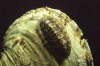 R�ndel-K�ferschnecke