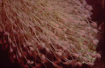 R�hrenpolyp