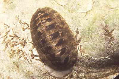 Rote K�ferschnecke