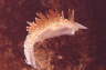 Rotr�ckige Fadenschnecke
