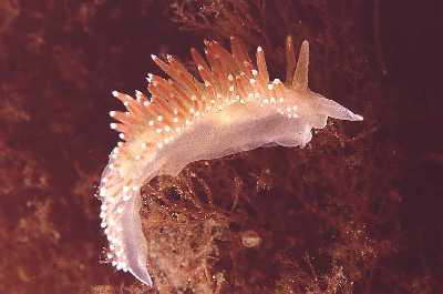 Rotr�ckige Fadenschnecke