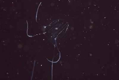 Sarsia-Meduse