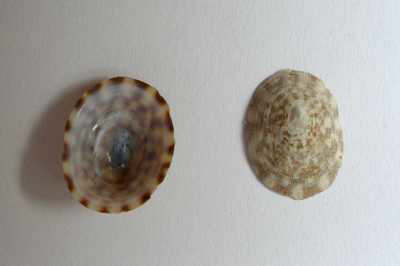 Schildkr�tenschnecke