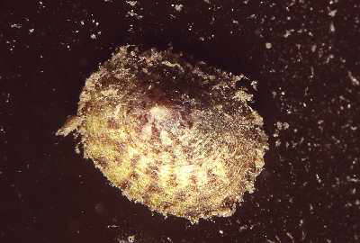 Schildkr�tenschnecke