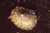 Schildkr�tenschnecke
