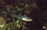 Schwimmgrundel, m�nnlich