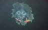 Gemeiner Seestern im Plankton