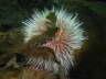 Dr�bachs Seeigel