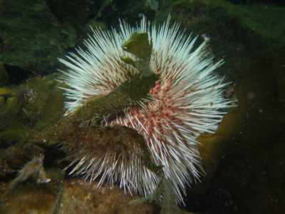 Dr�bachs Seeigel